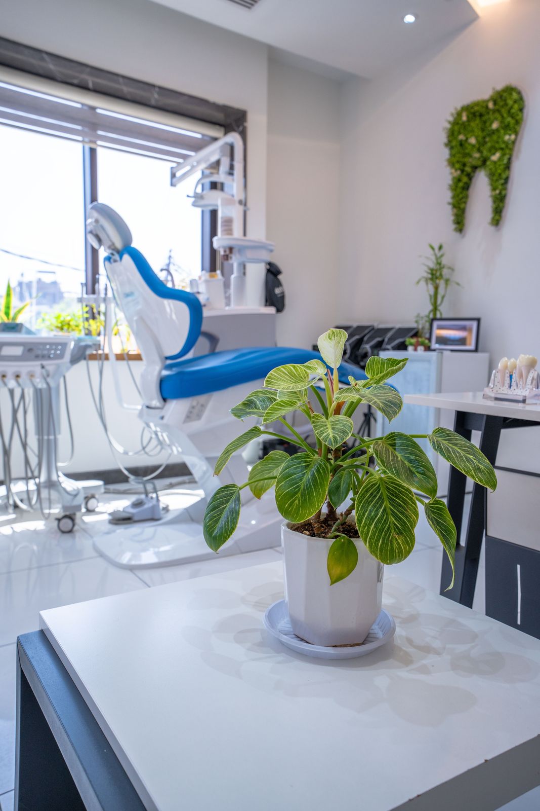 A treatment room by the window, with a potted plant in front and a green tooth-shaped decoration on the wall